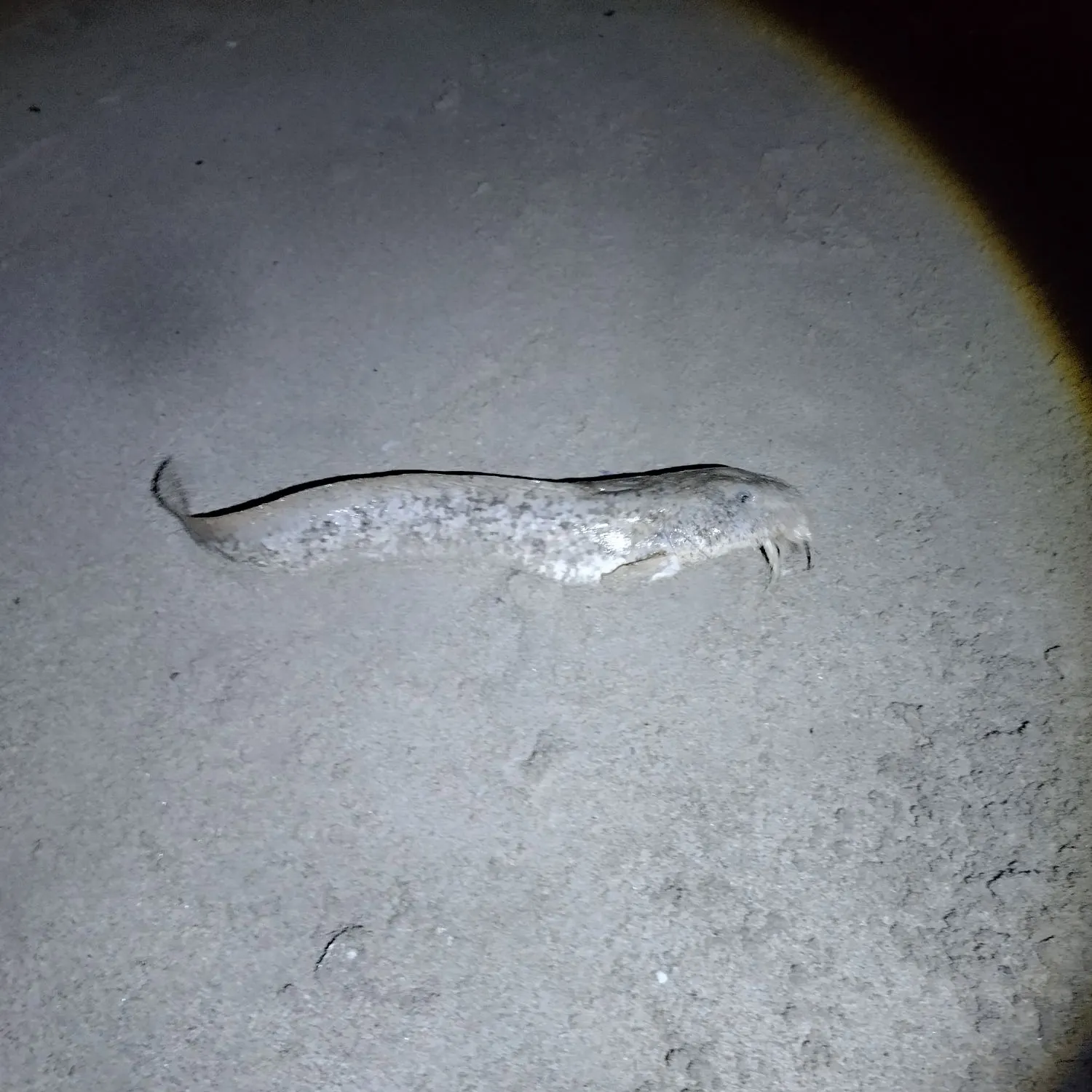 The most recent Cobbler catches on Fishbrain