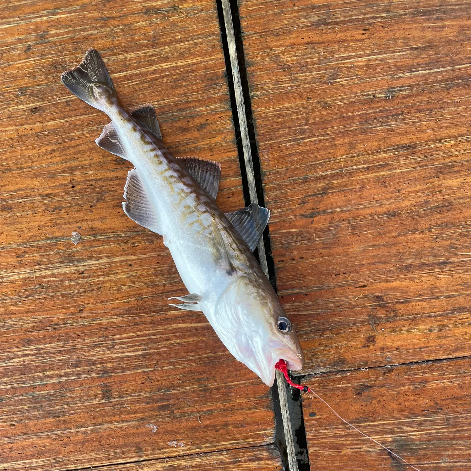 The most recent Pacific cod catches on Fishbrain
