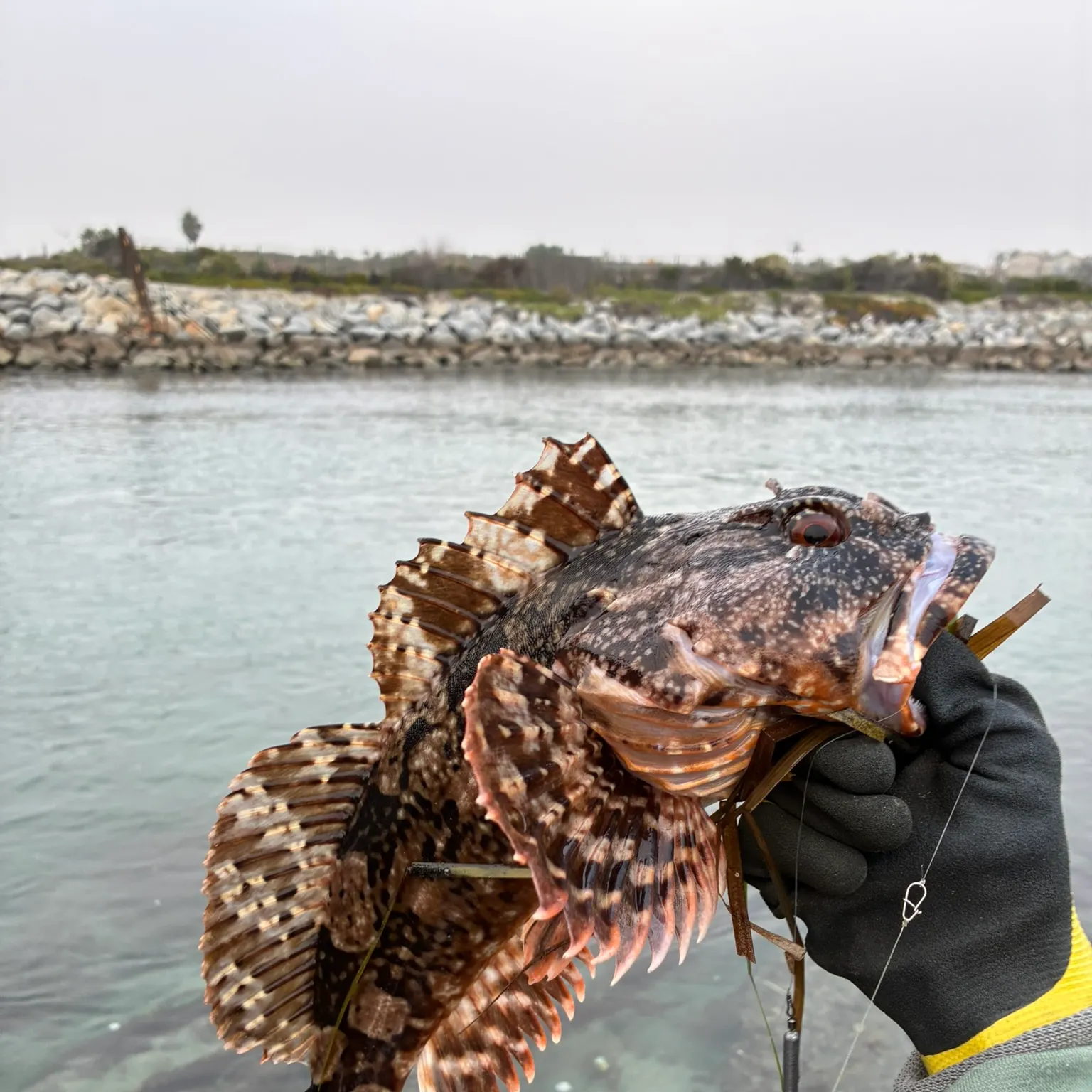 The most recent Cabezon catches on Fishbrain