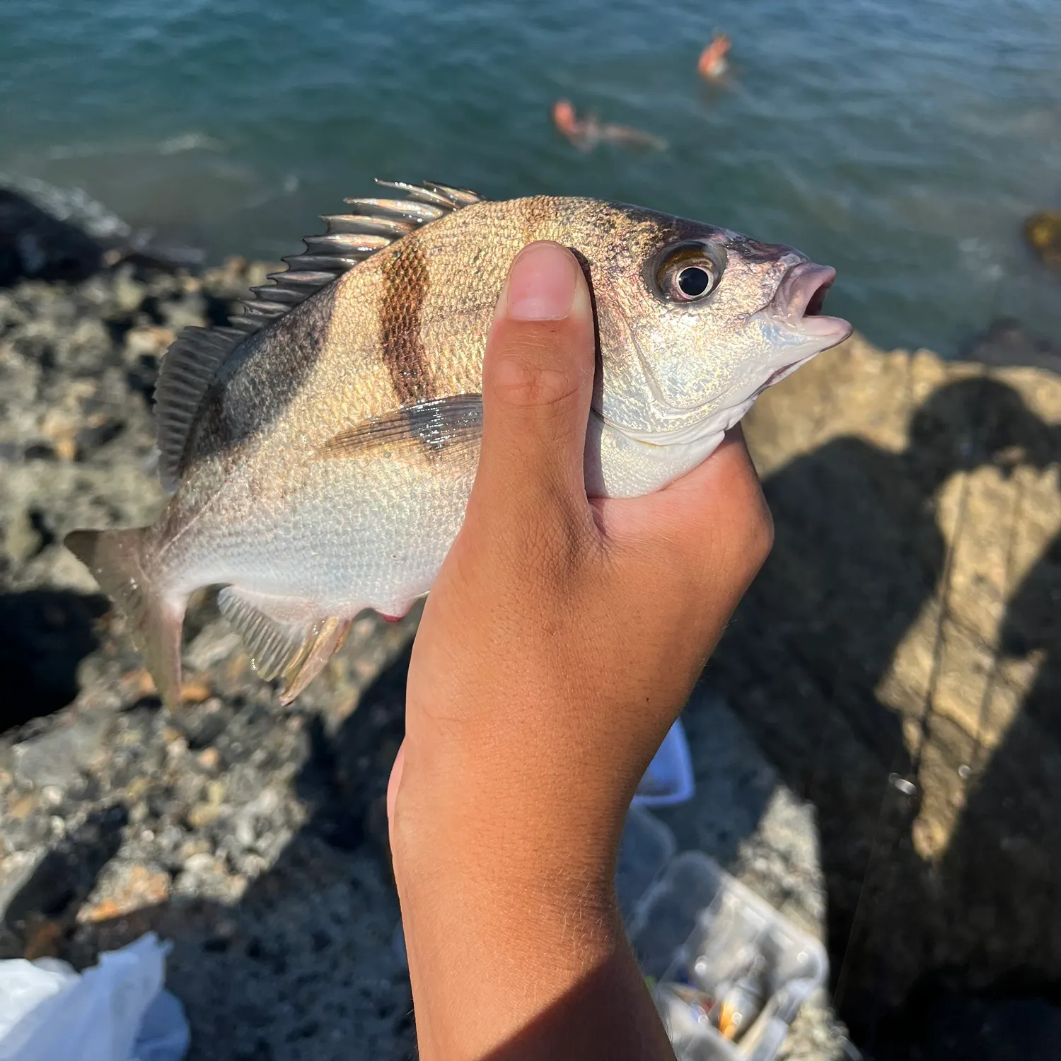 The most recent Sargo catches on Fishbrain