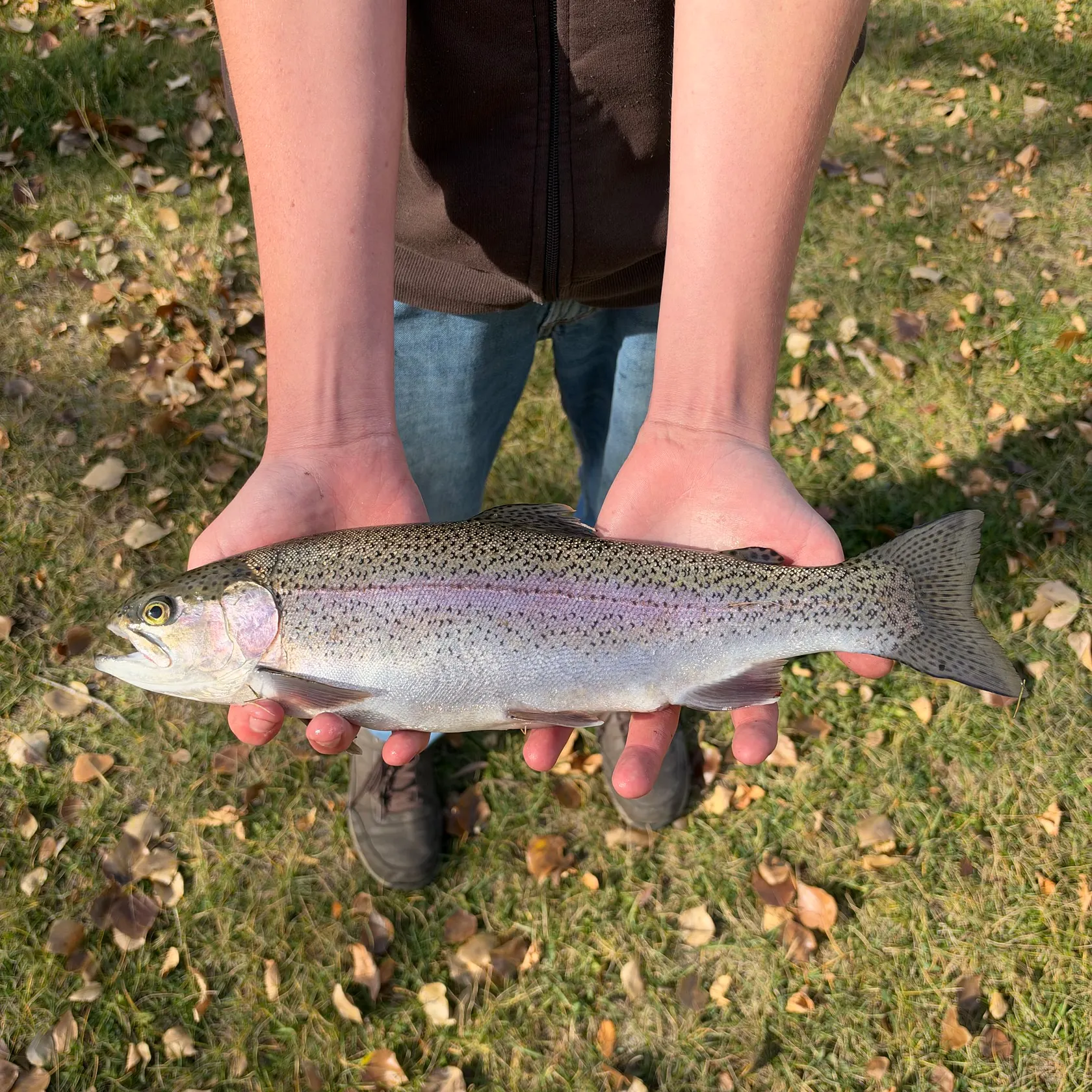 Rainbow trout caught on Fishbrain
