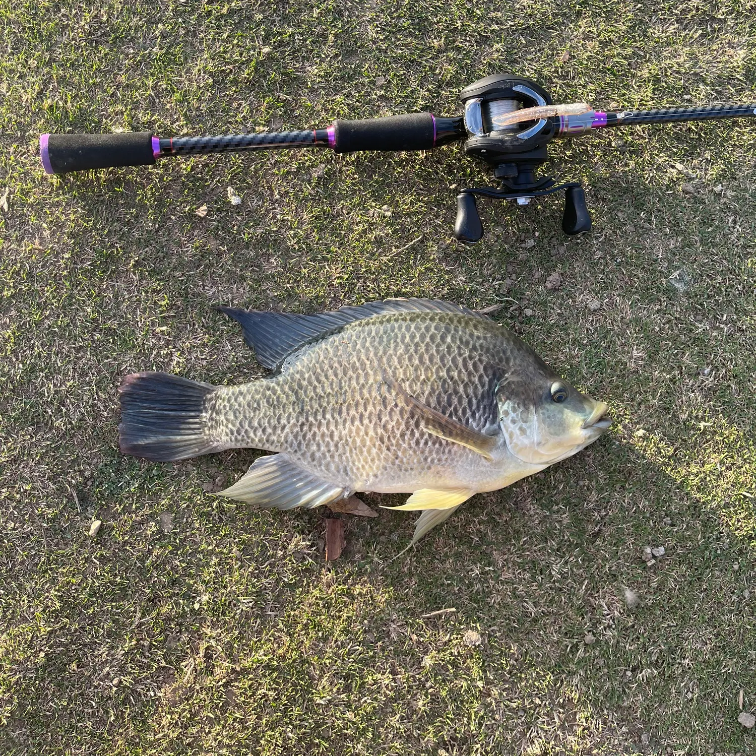 The most recent Blue tilapia catches on Fishbrain