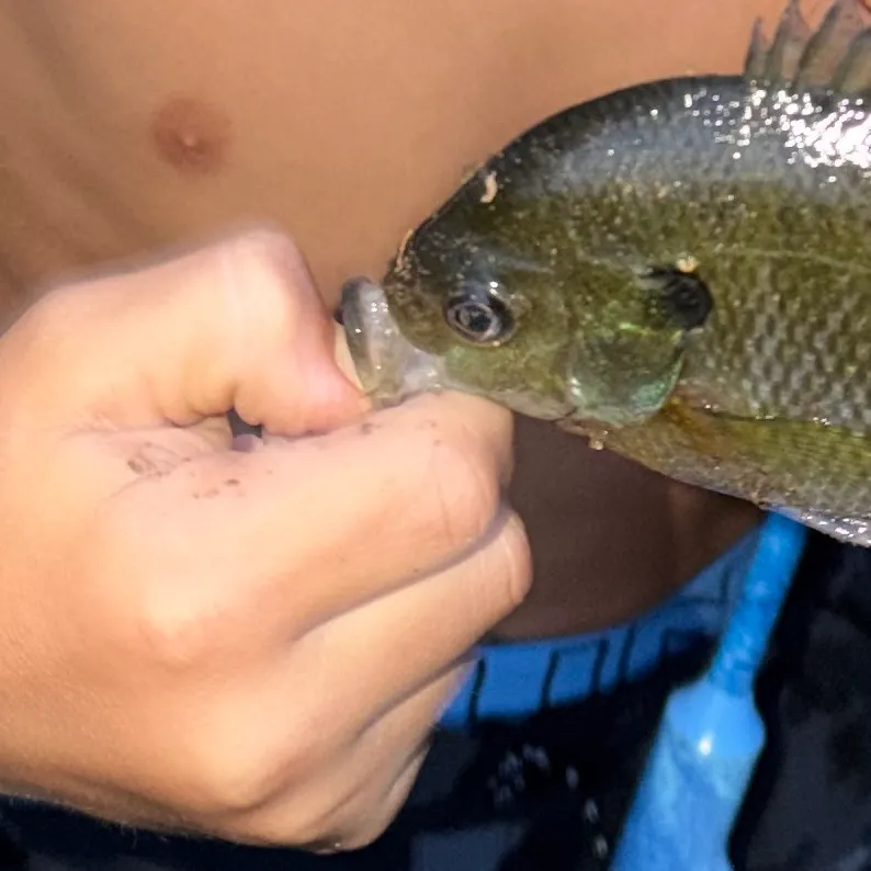 Bluegill caught on Fishbrain