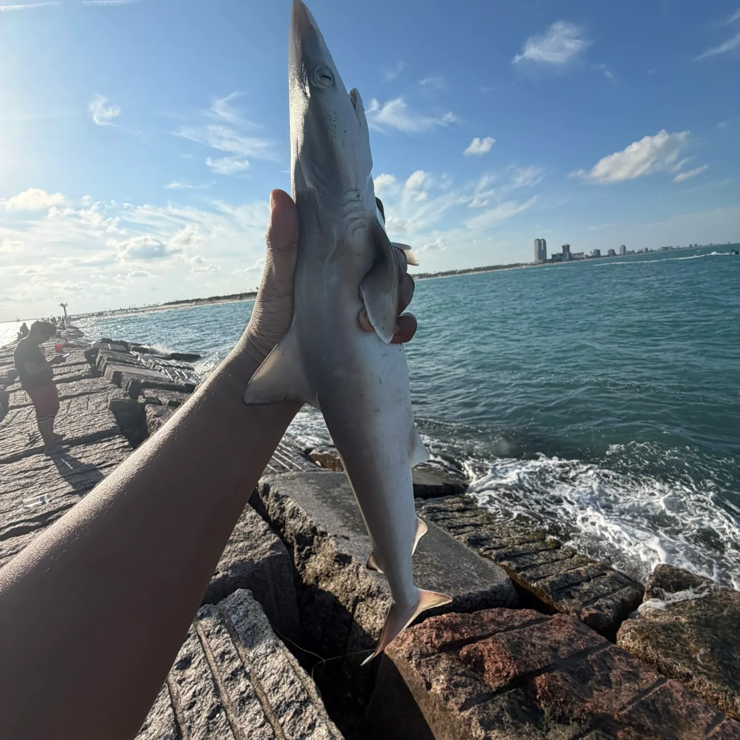 Atlantic sharpnose shark caught on Fishbrain
