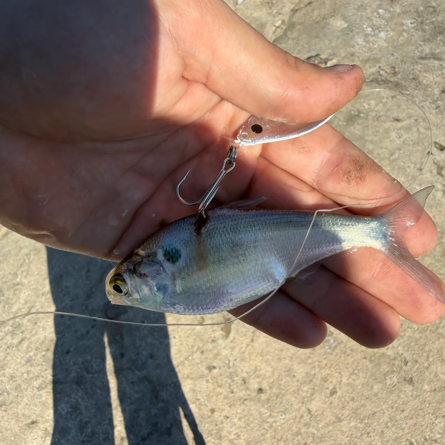 American gizzard shad caught on Fishbrain