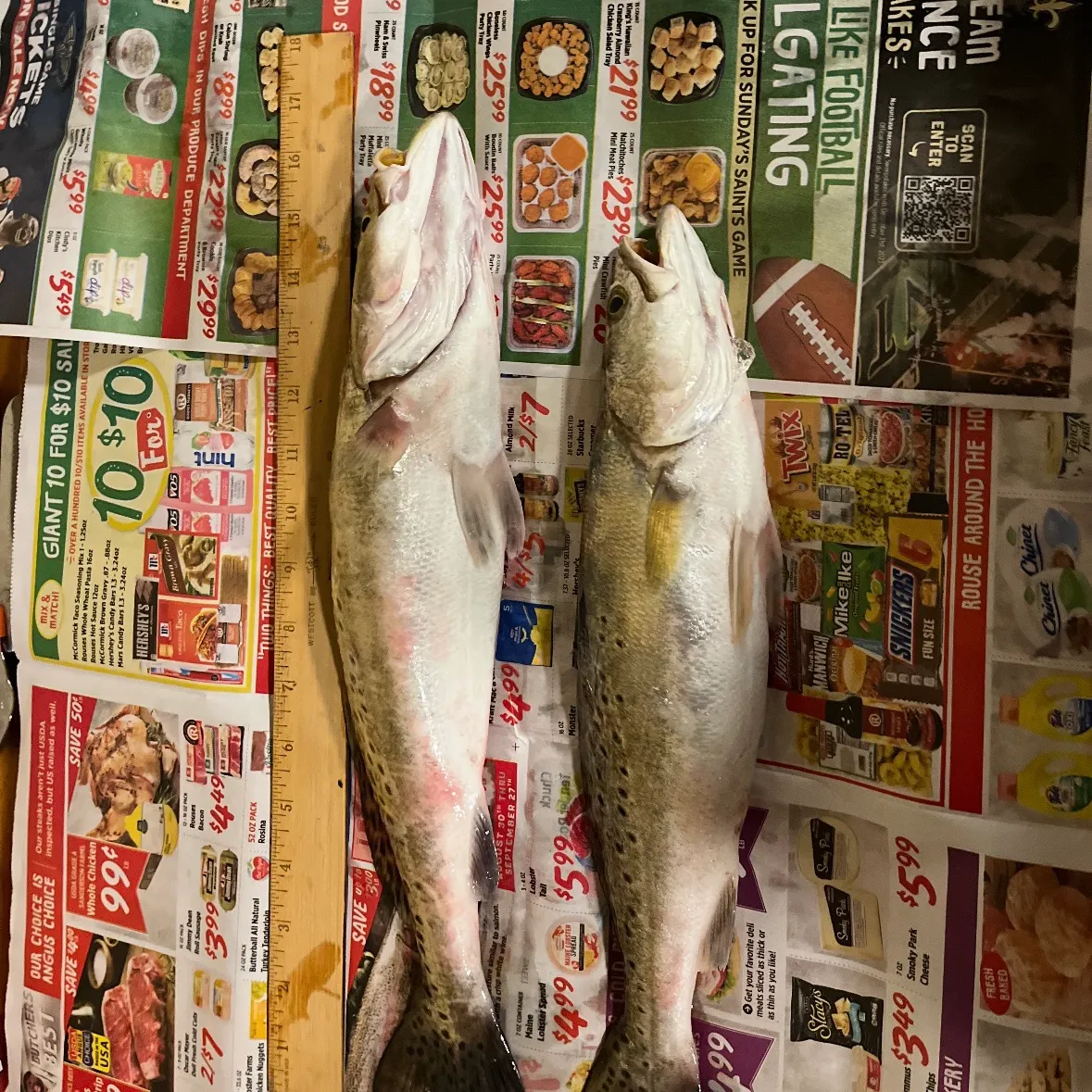 recently logged catches