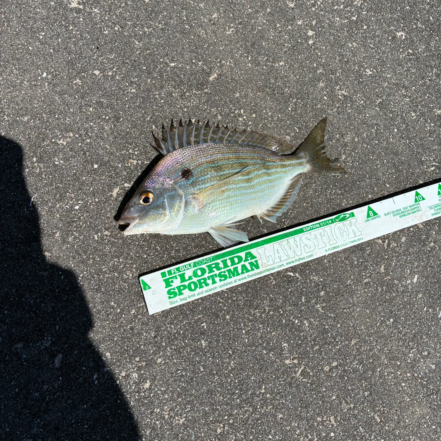 Pinfish caught on Fishbrain