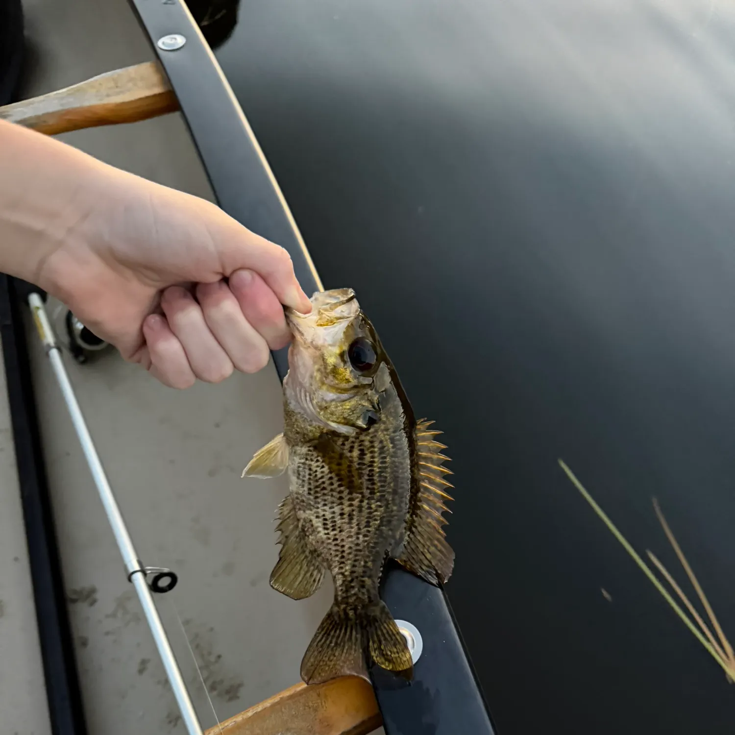 Rock bass caught on Fishbrain