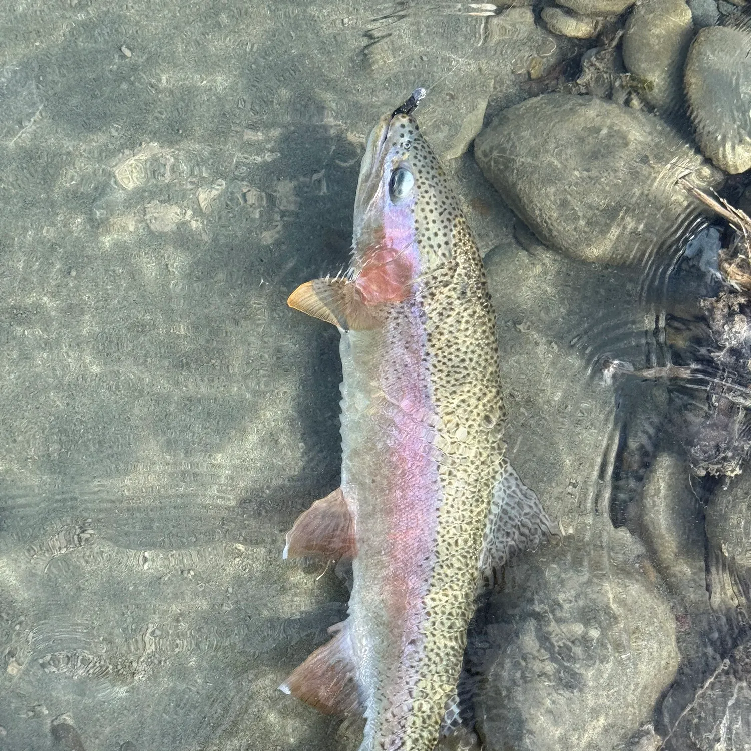 Rainbow trout caught on Fishbrain