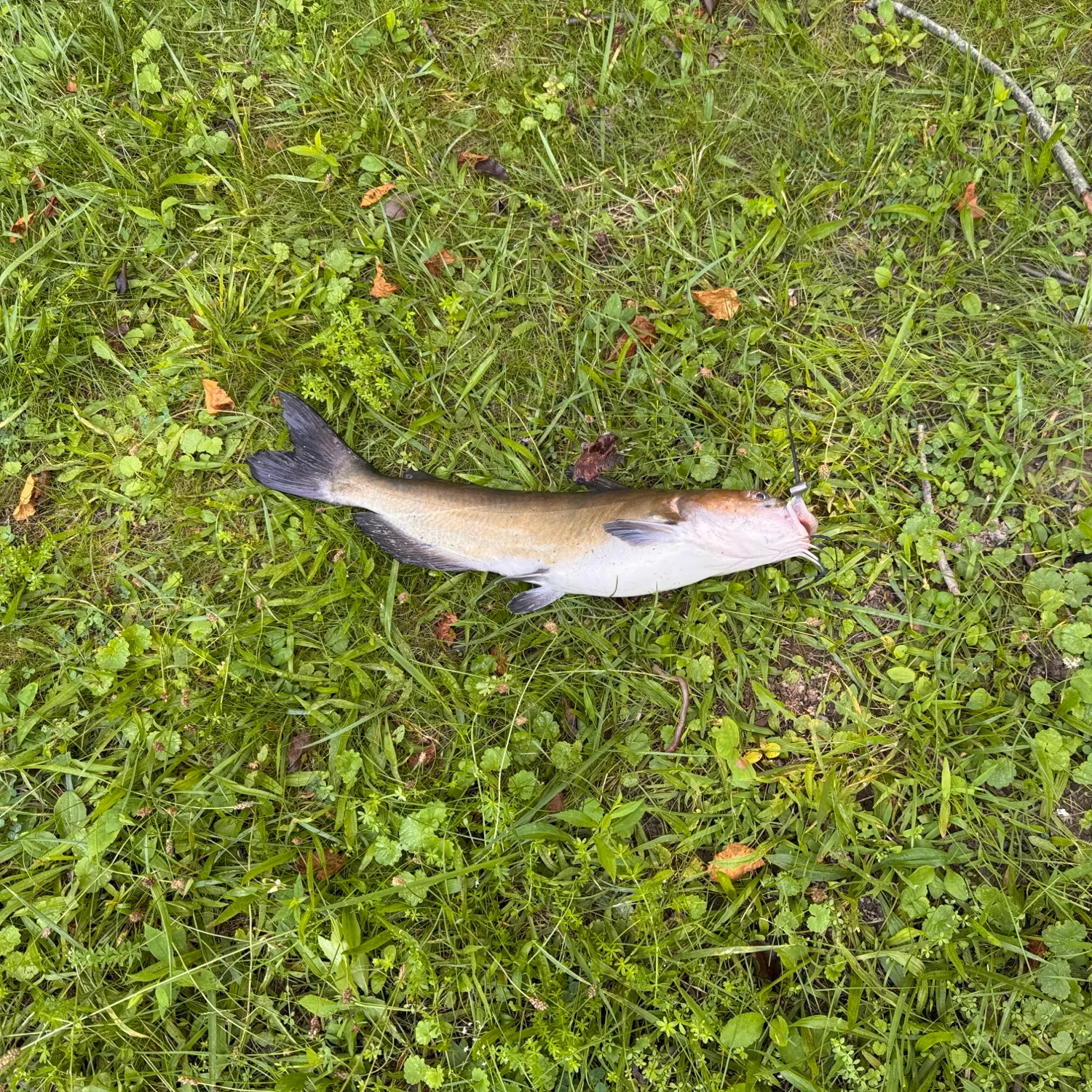 Channel catfish caught on Fishbrain