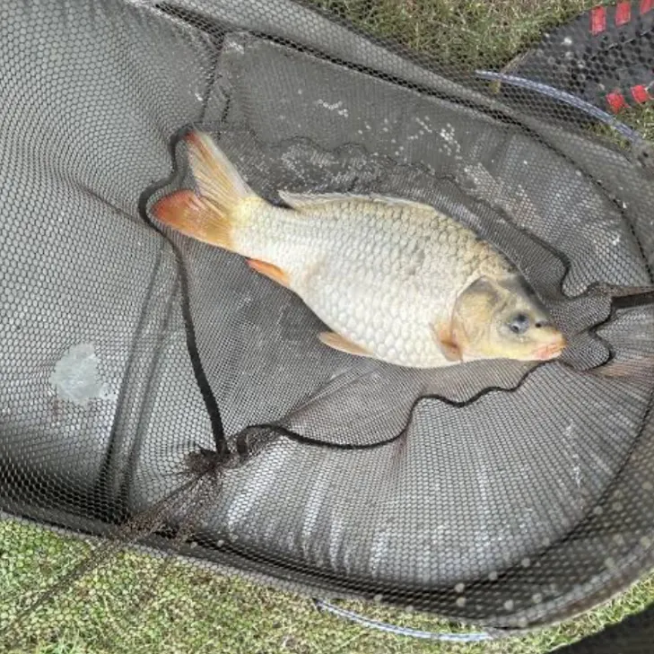 The most recent F1 carp catches on Fishbrain