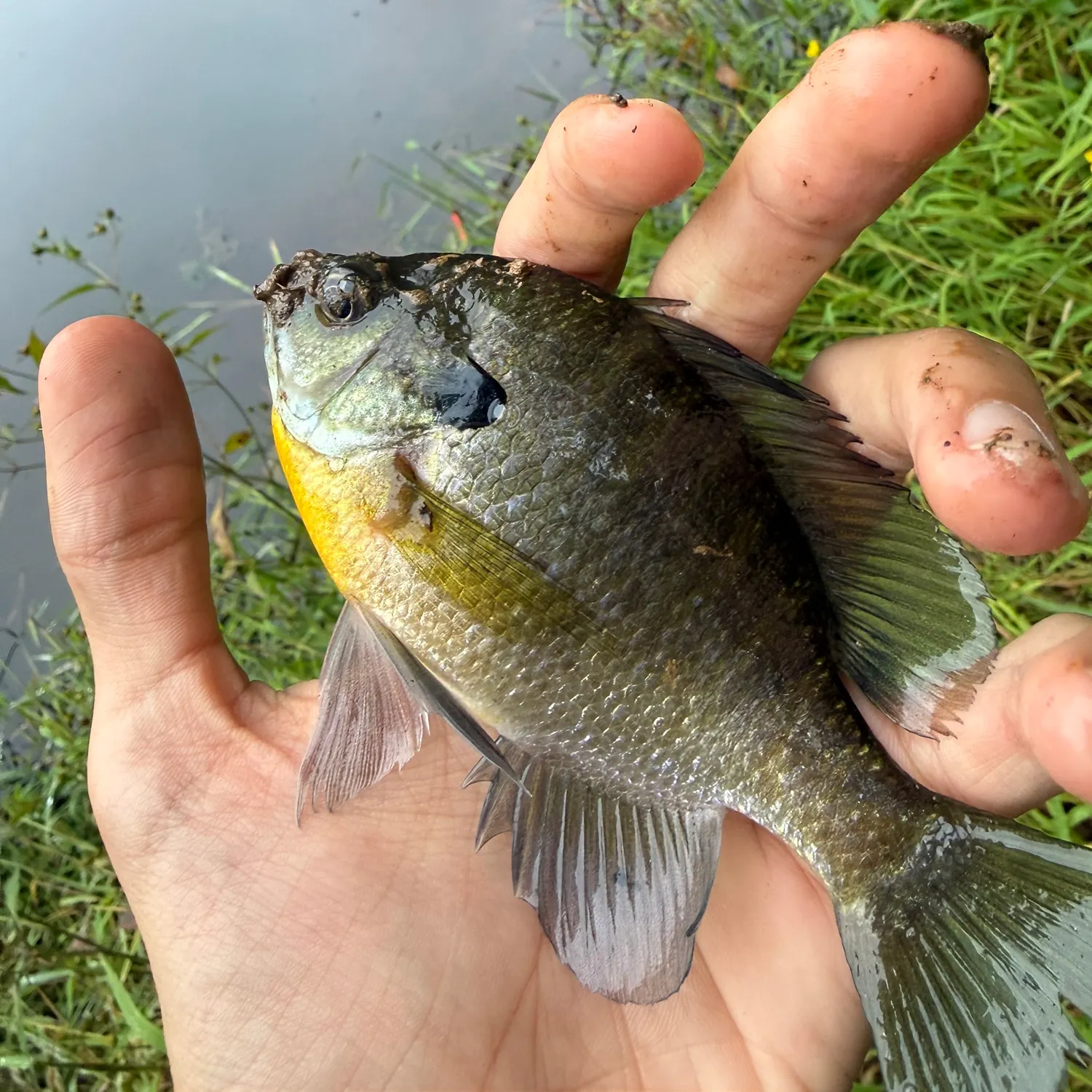 Bluegill caught on Fishbrain