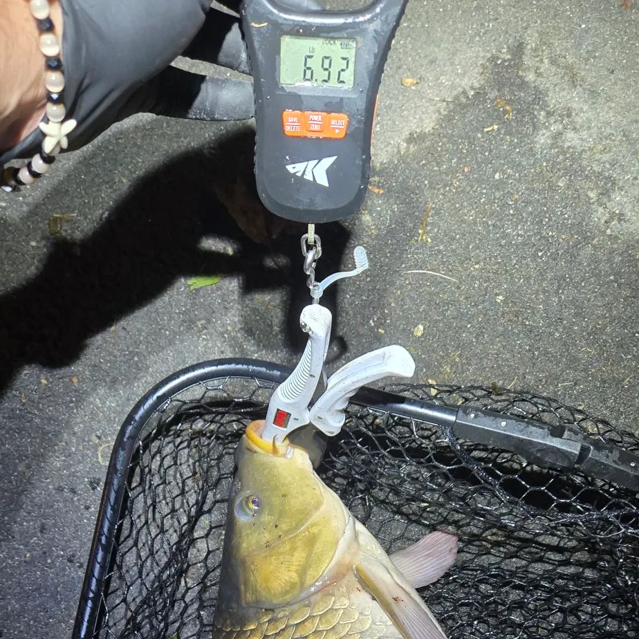 Common carp caught on Fishbrain