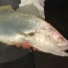 The most recent Japanese meagre catches on Fishbrain