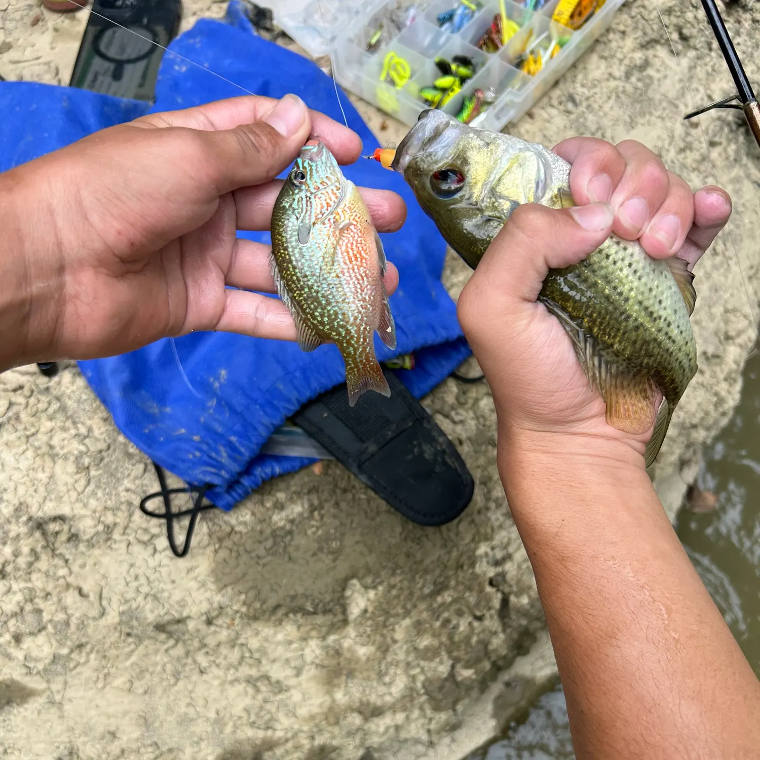 Pumpkingill hybrid caught on Fishbrain