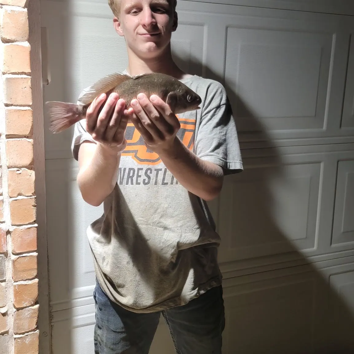 Freshwater drum caught on Fishbrain