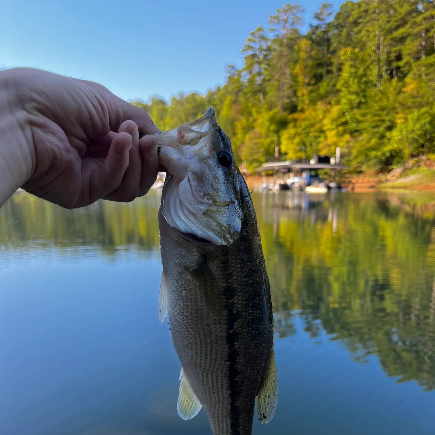 Spotted bass caught on Fishbrain