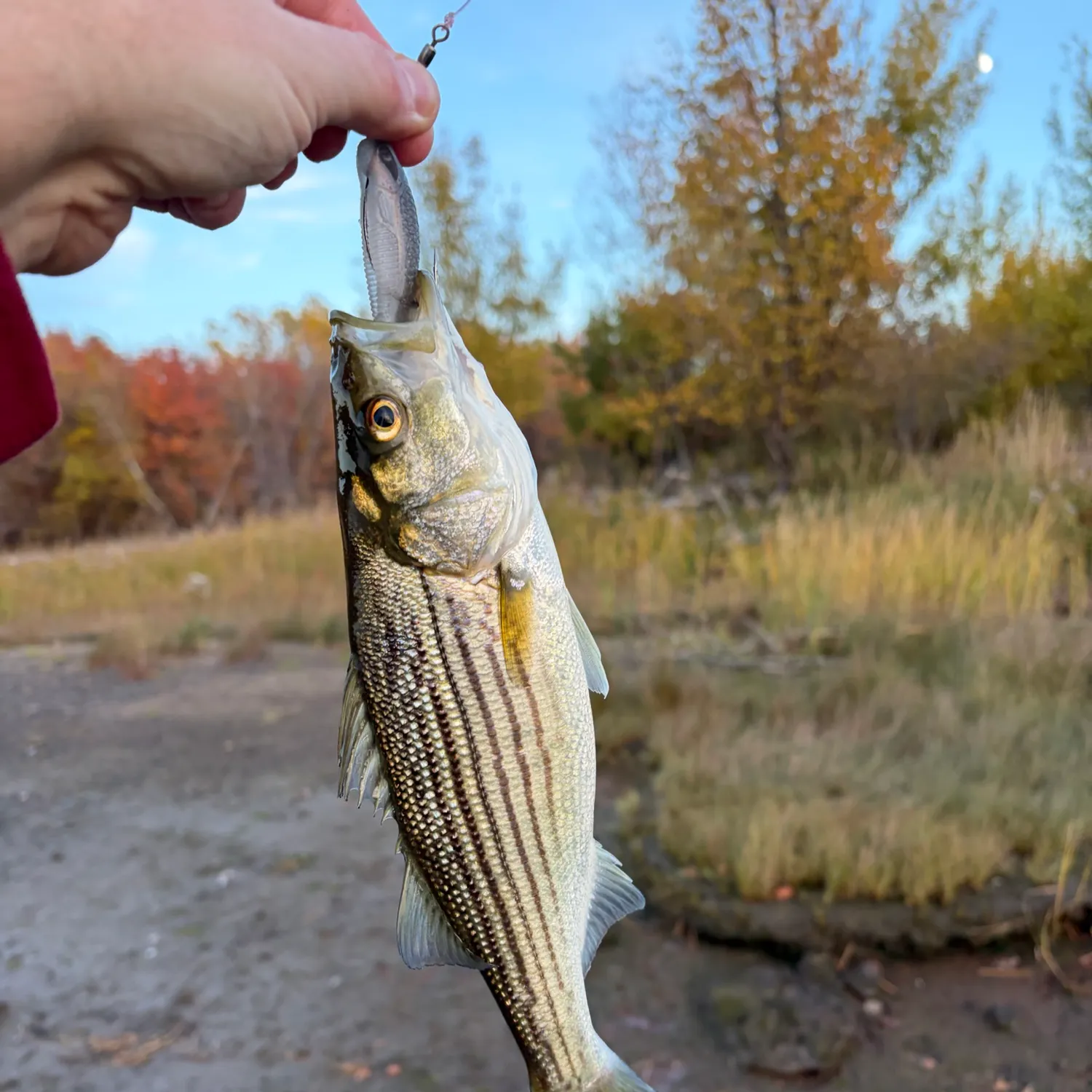 Striped bass caught on Fishbrain
