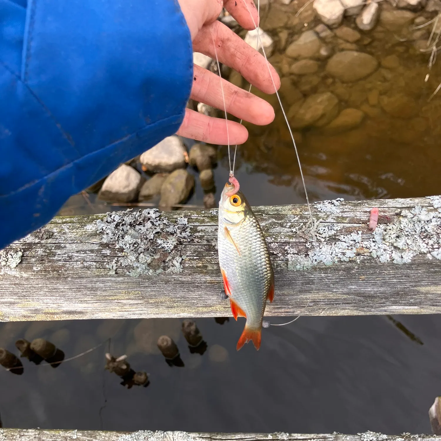 Common rudd caught on Fishbrain