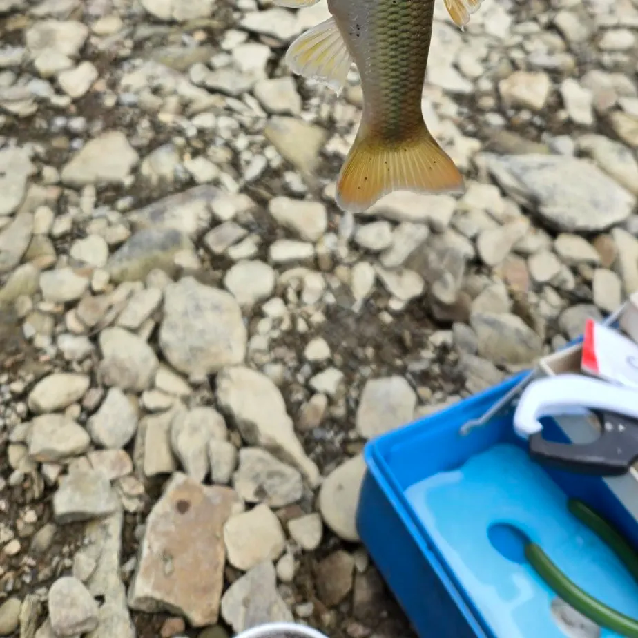 The most recent Hornyhead chub catches on Fishbrain