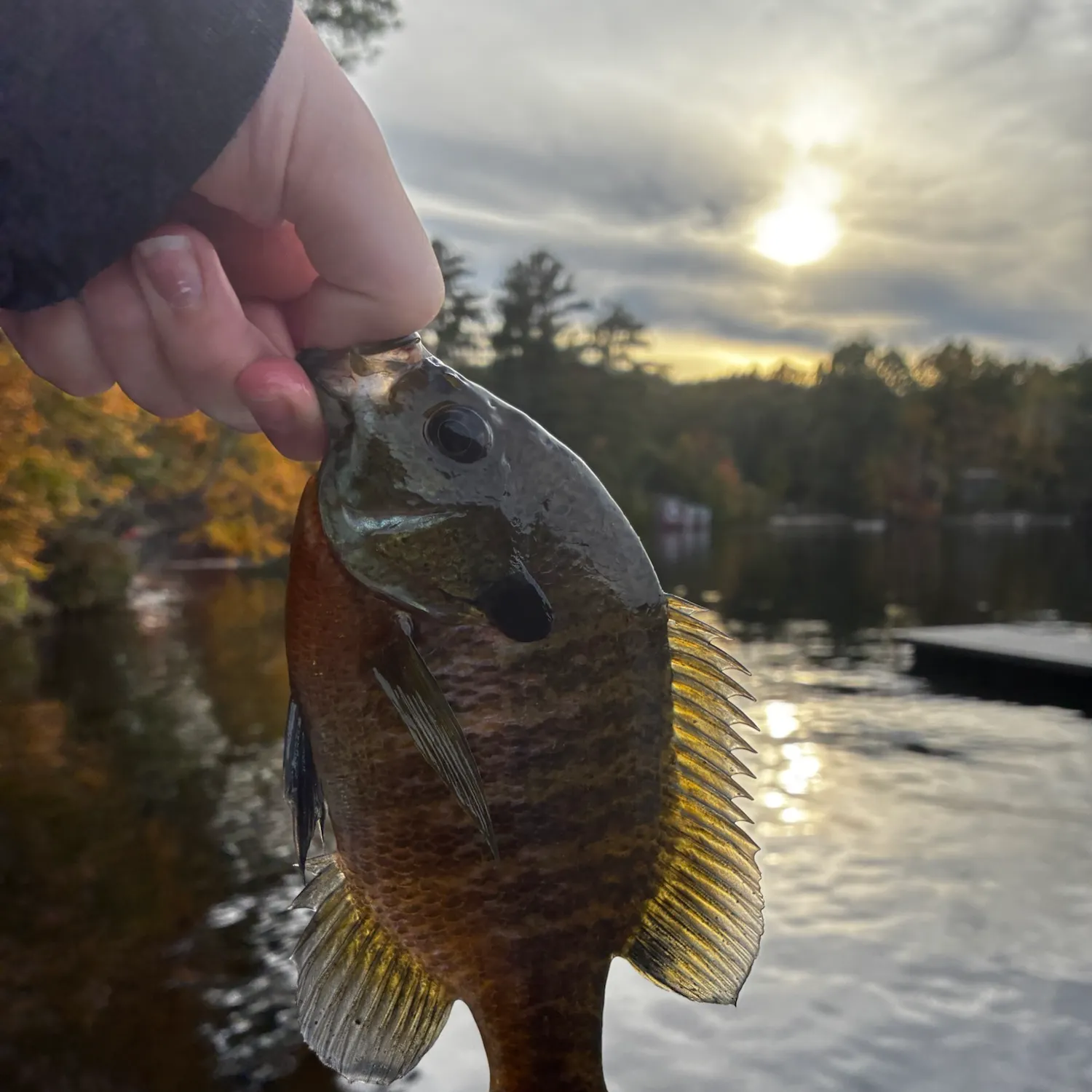 Bluegill caught on Fishbrain