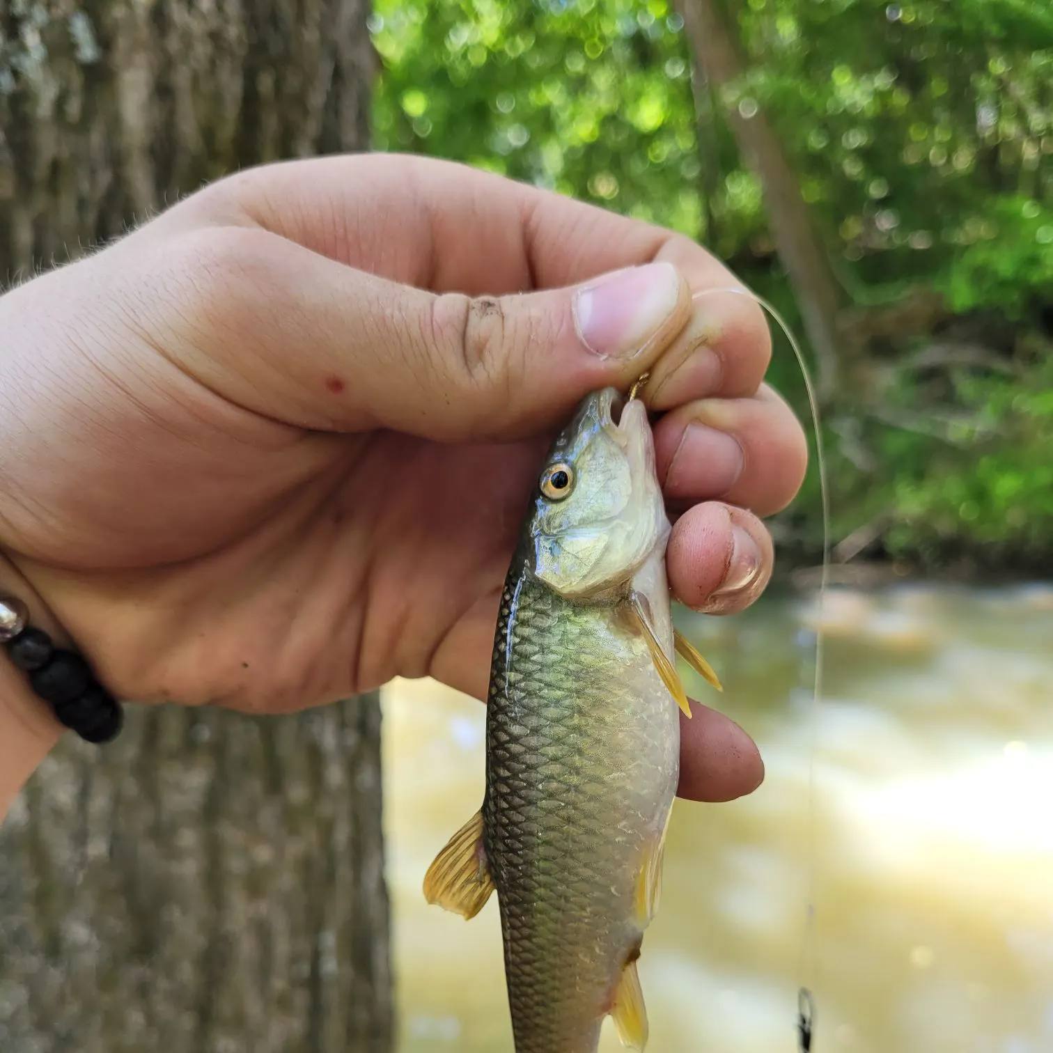 The most recent Bluehead chub catches on Fishbrain