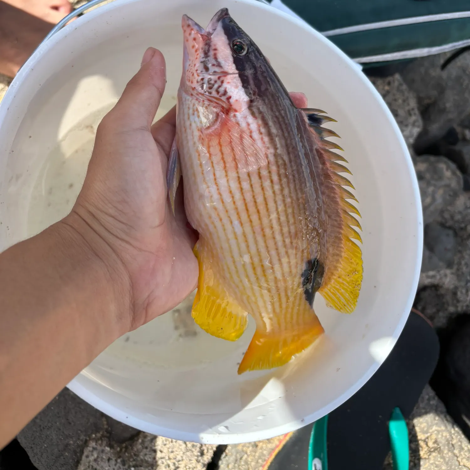 The most recent Hawaiian hogfish catches on Fishbrain