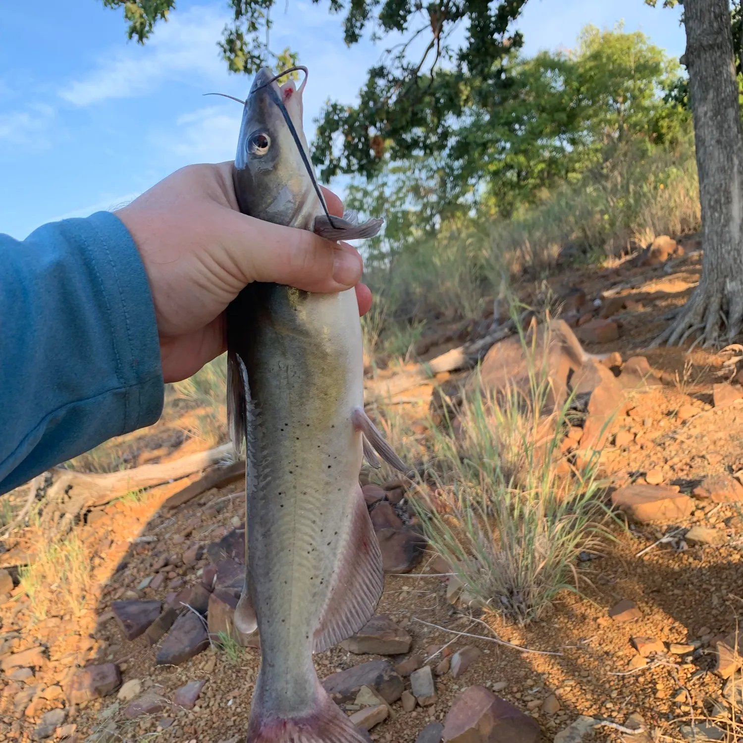 Channel catfish caught on Fishbrain