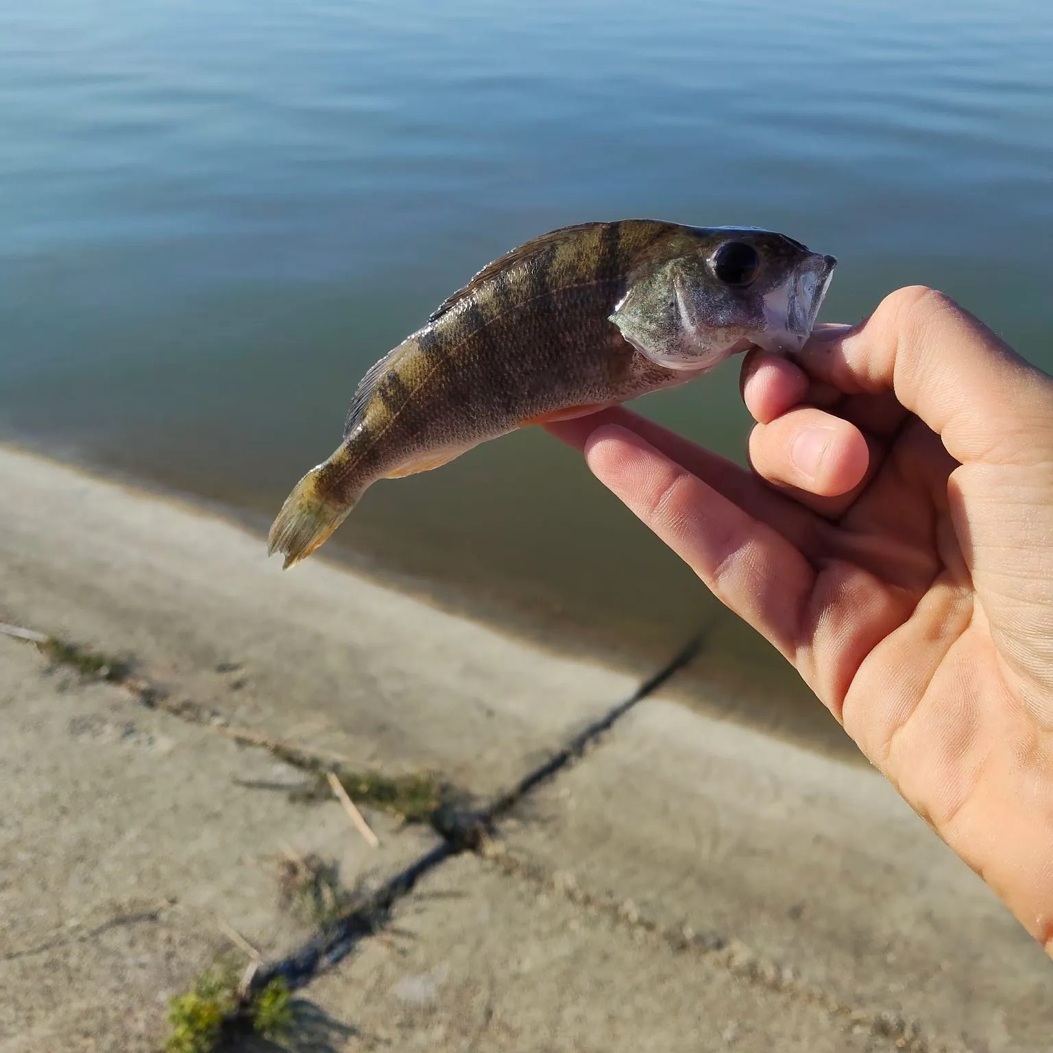 Fish caught on Fishbrain