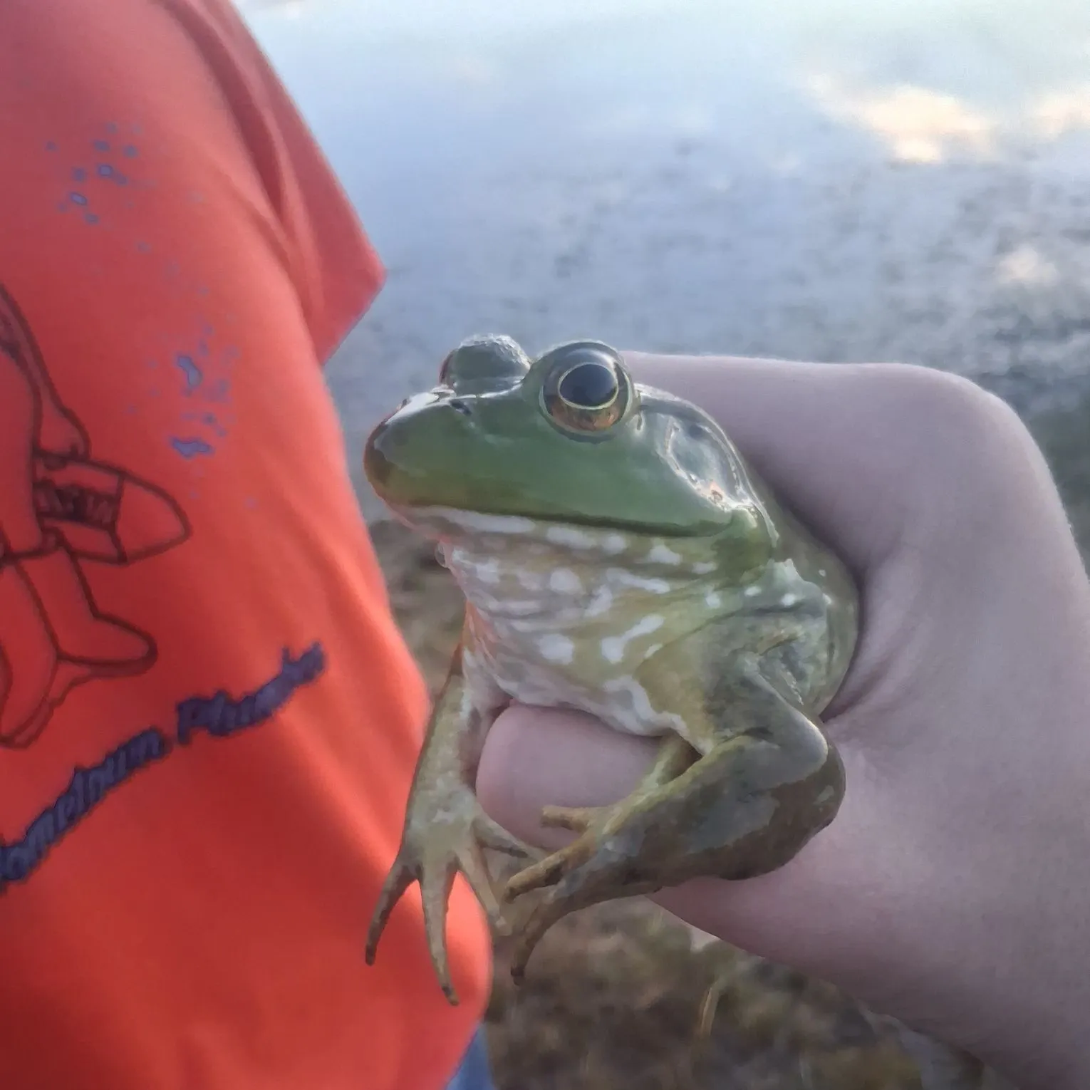 The most recent Warty frogfish catches on Fishbrain