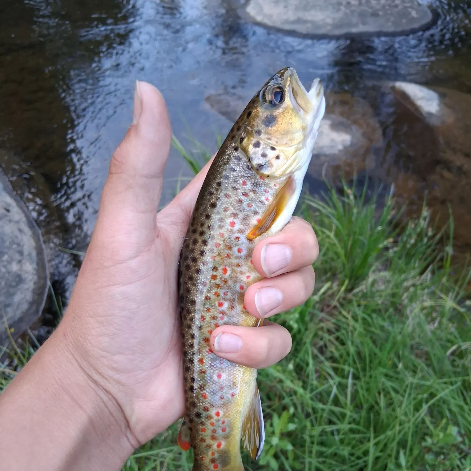 Brown trout caught on Fishbrain