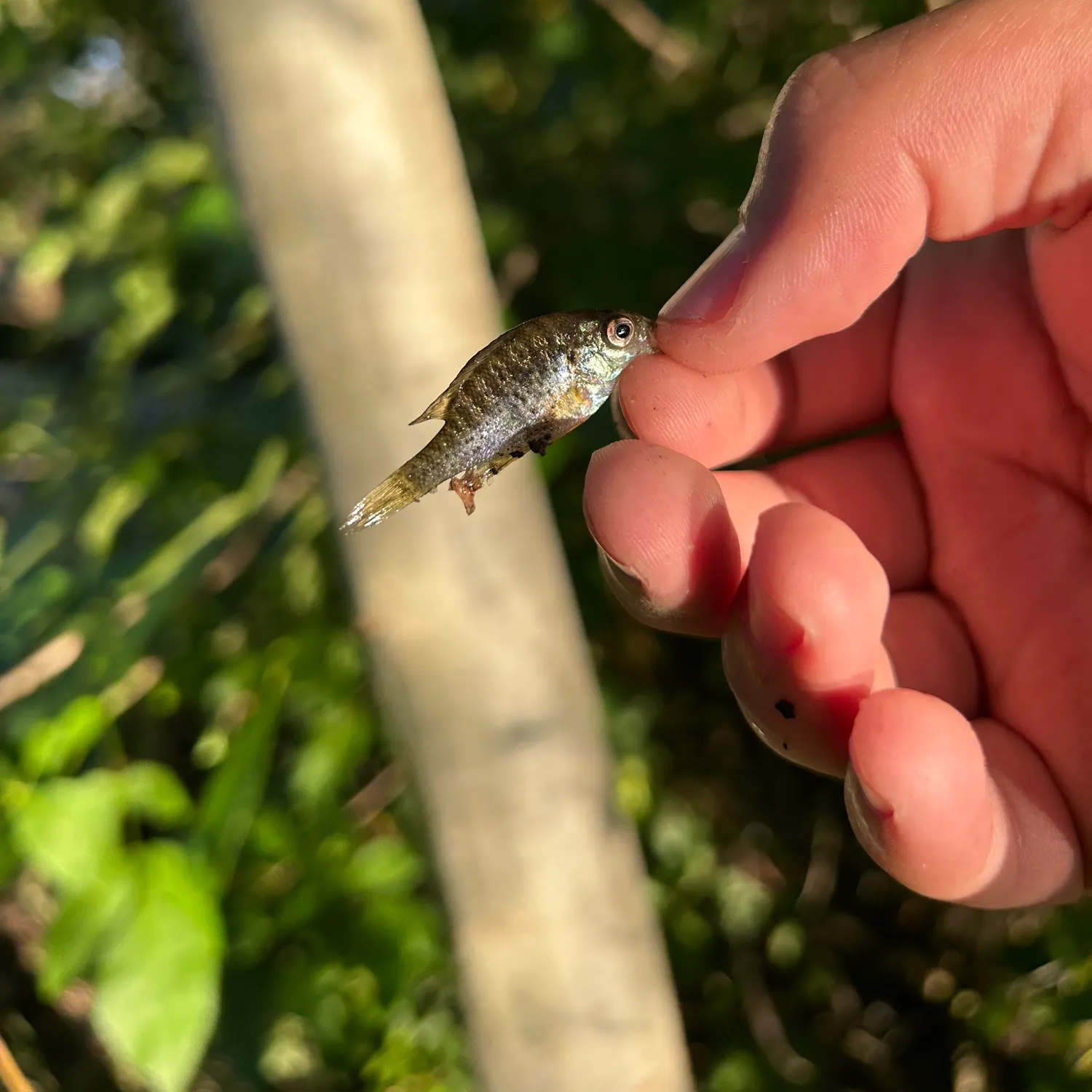 Pumpkinseed caught on Fishbrain