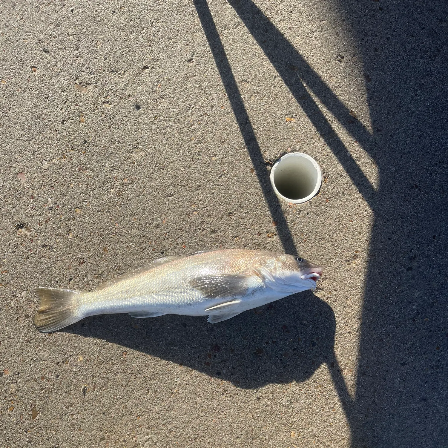 The most recent Panama kingcroaker catches on Fishbrain