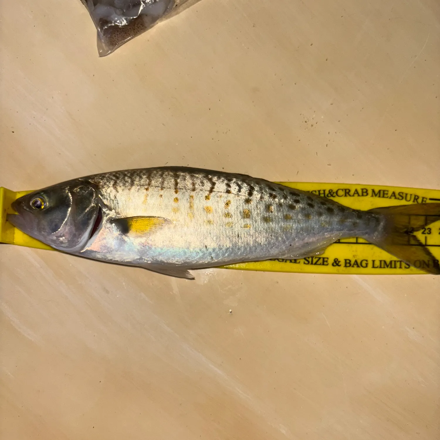 recently logged catches