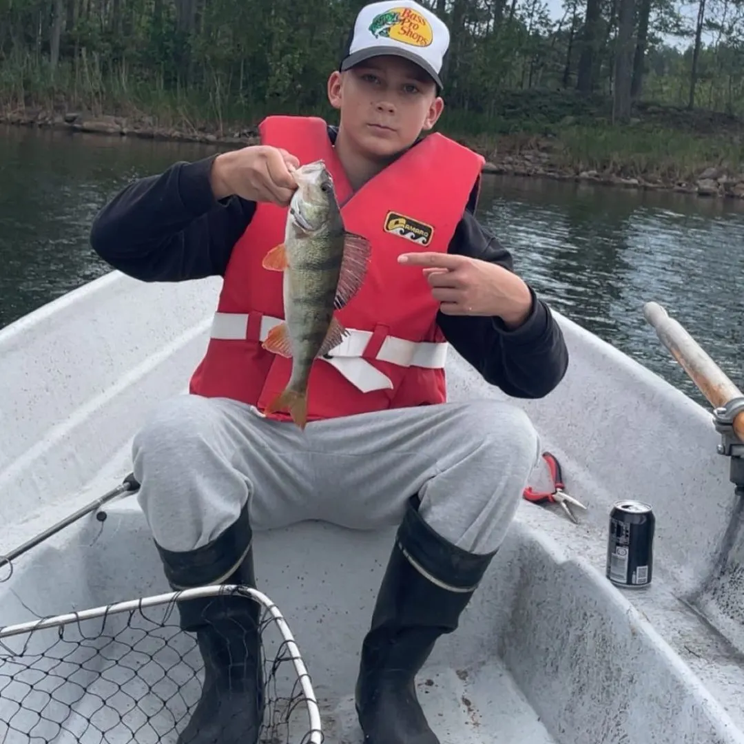 The most recent European perch catches on Fishbrain