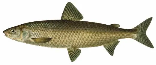 European whitefish