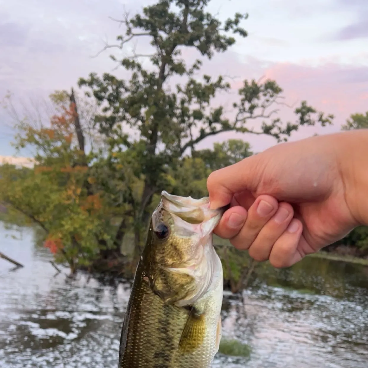Largemouth bass caught on Fishbrain