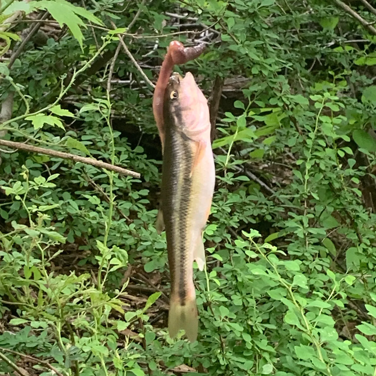 The most recent Creek chub catches on Fishbrain