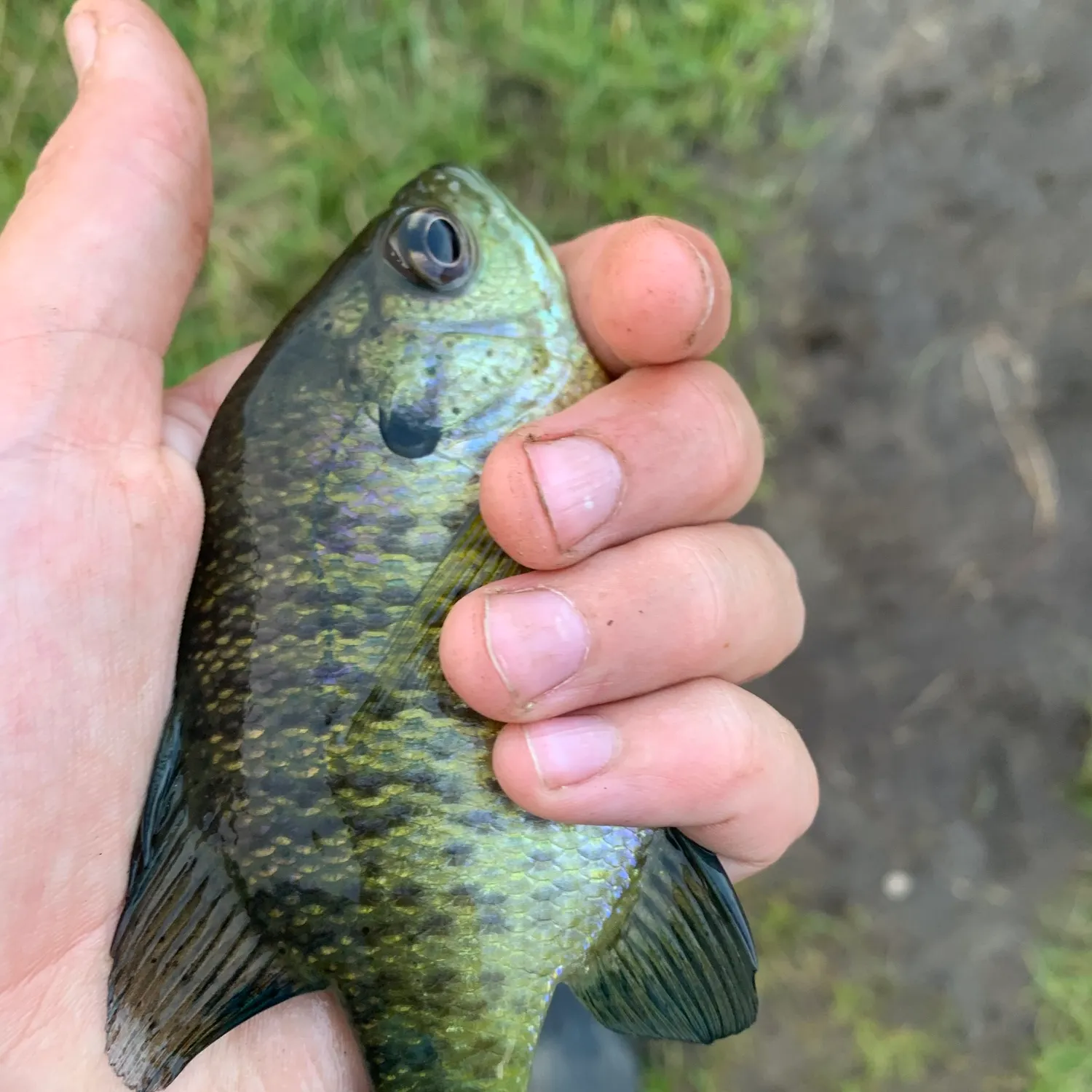 Bluegill caught on Fishbrain