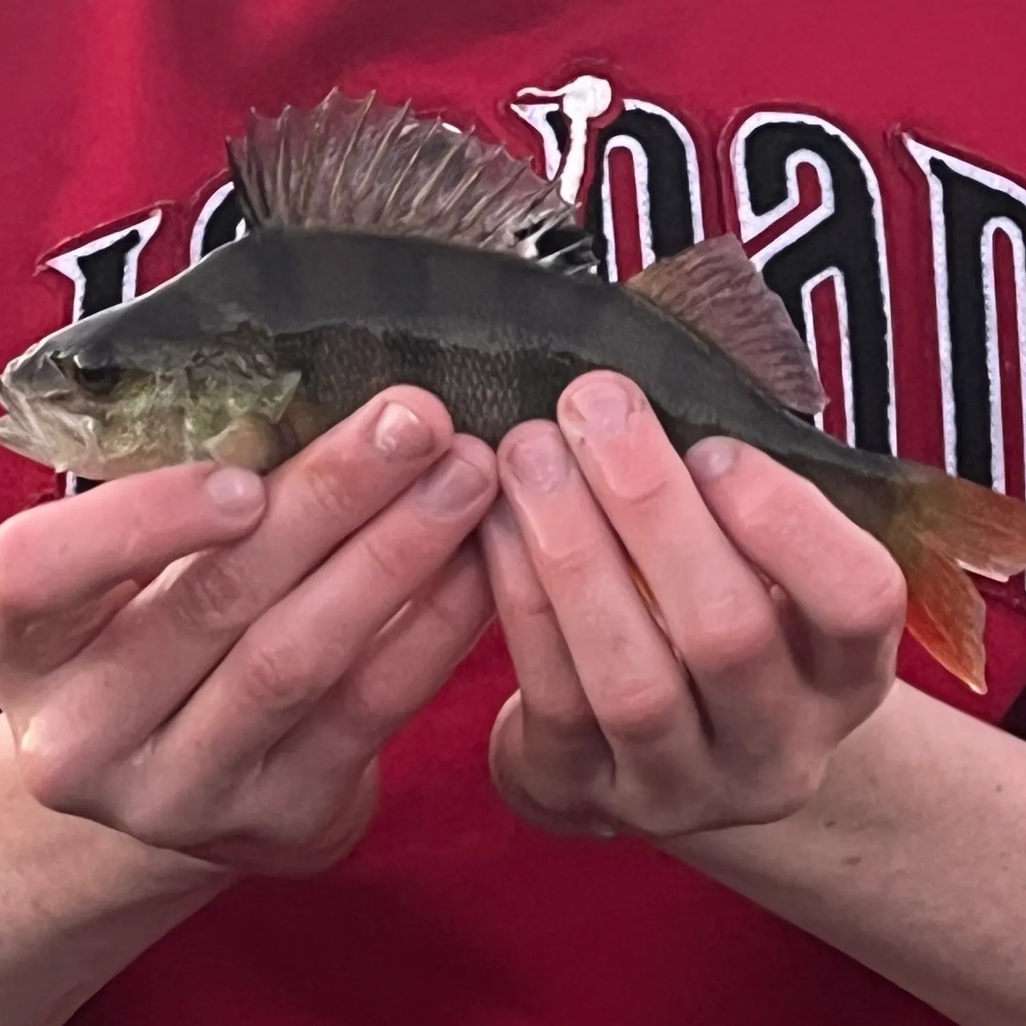 European perch caught on Fishbrain