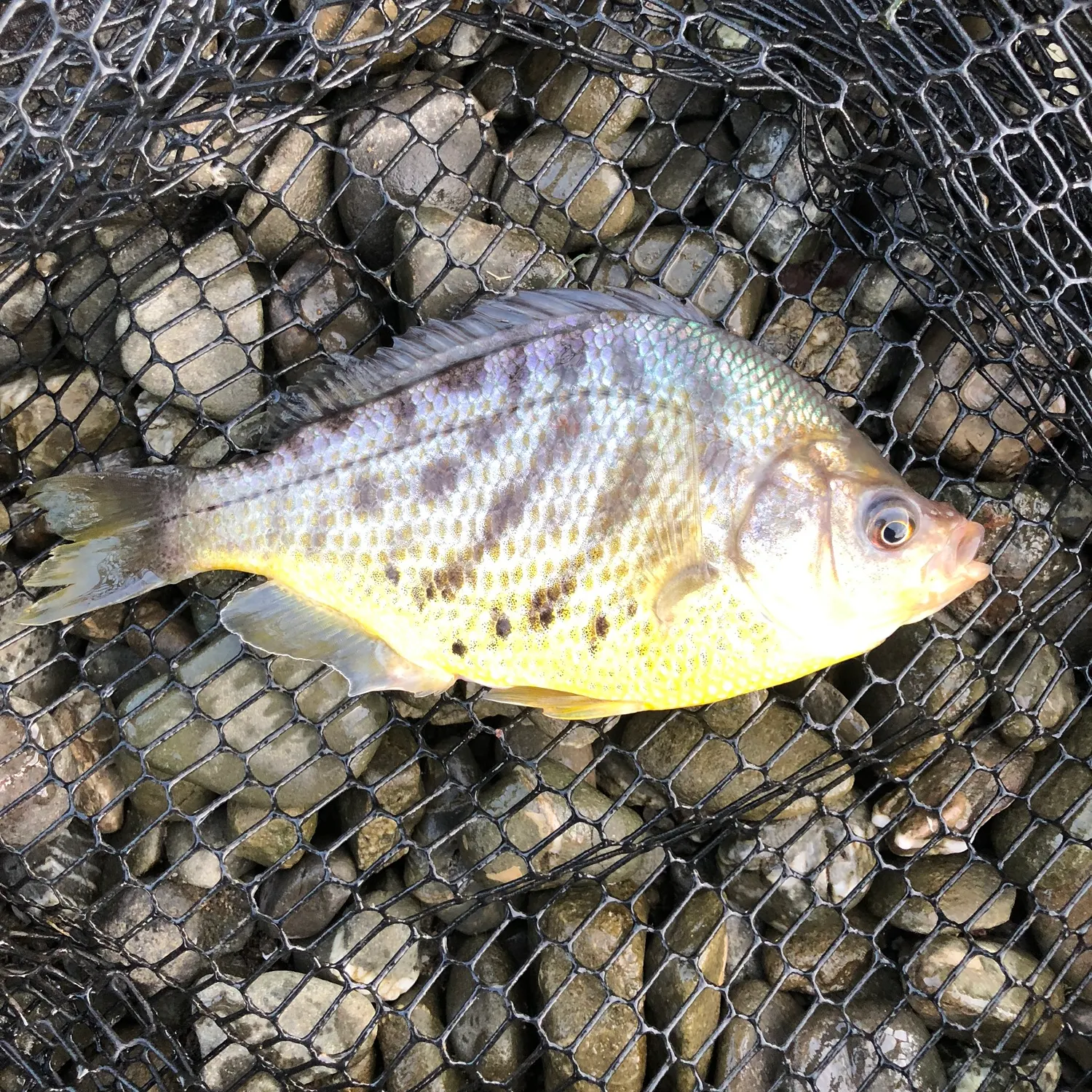 The most recent Tule perch catches on Fishbrain