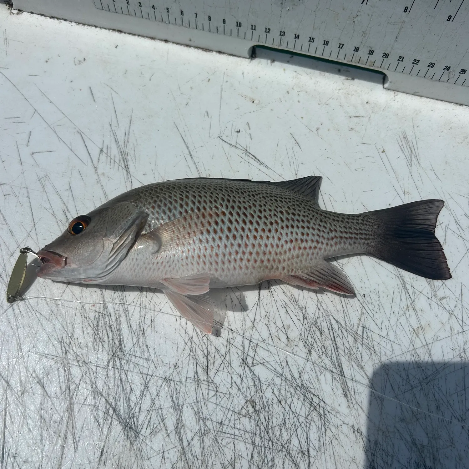 Mangrove snapper caught on Fishbrain