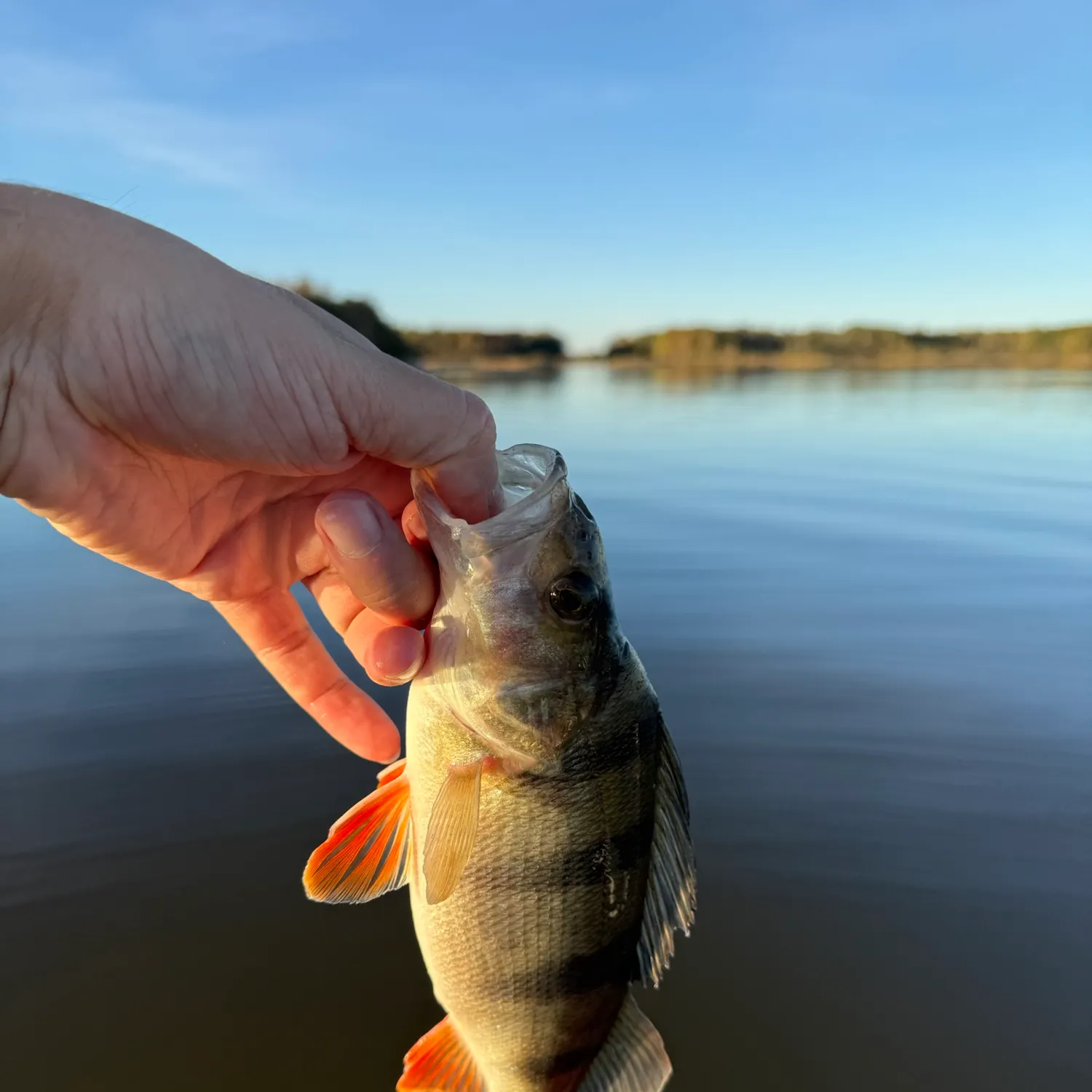 European perch caught on Fishbrain