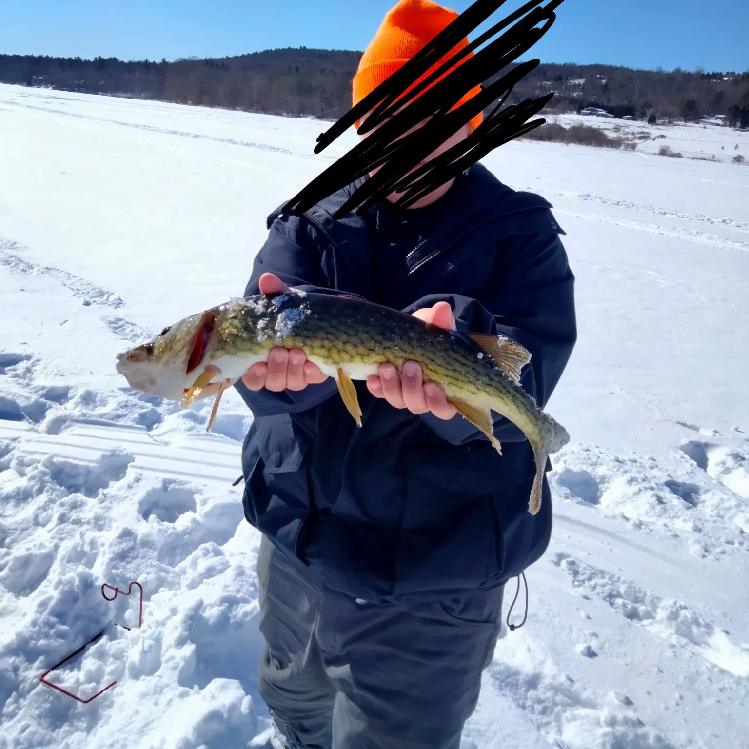 The most recent Chain pickerel catches on Fishbrain