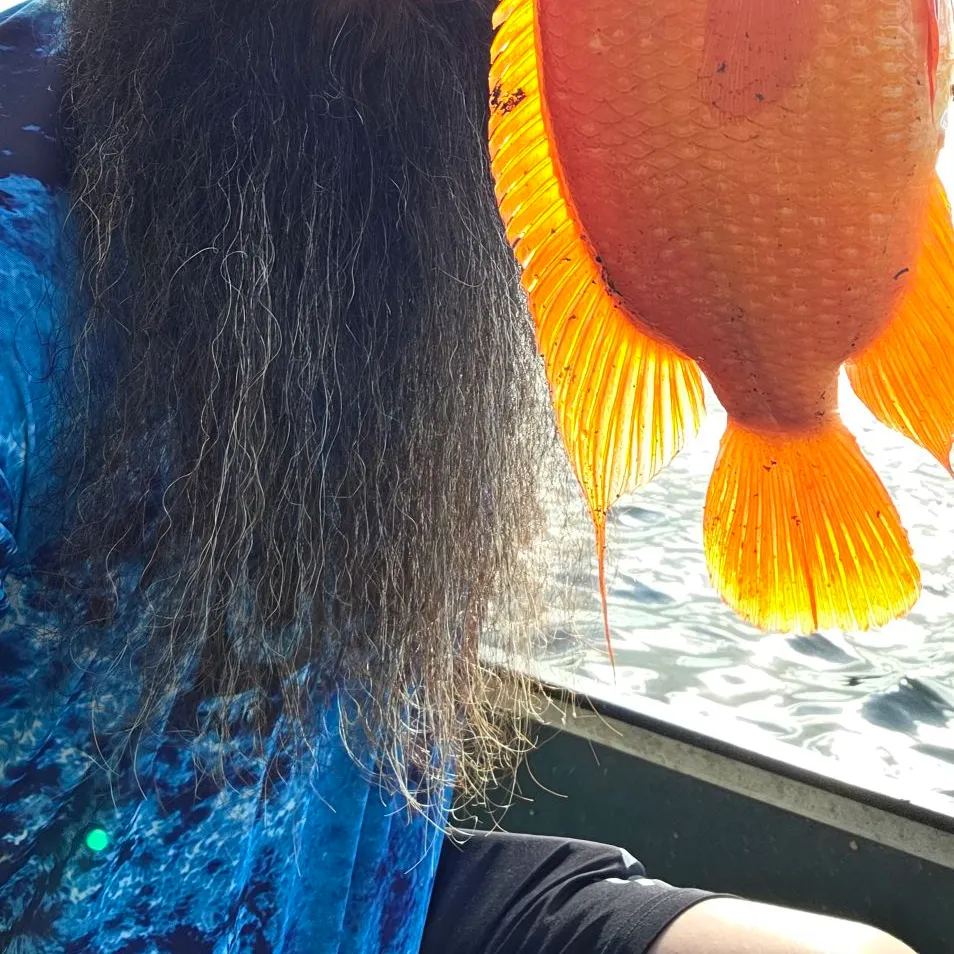 The most recent Midas cichlid catches on Fishbrain