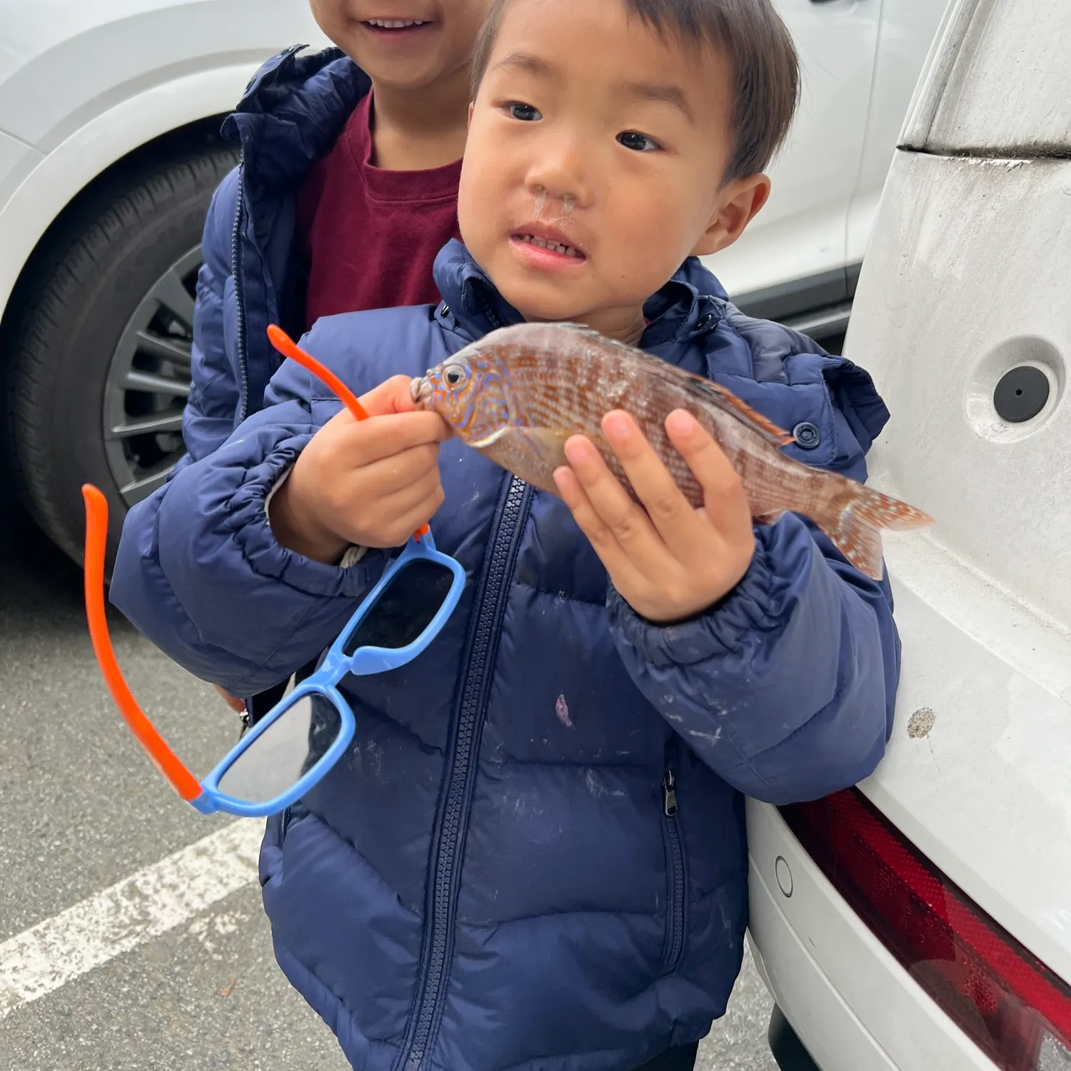 The most recent Rainbow surfperch catches on Fishbrain