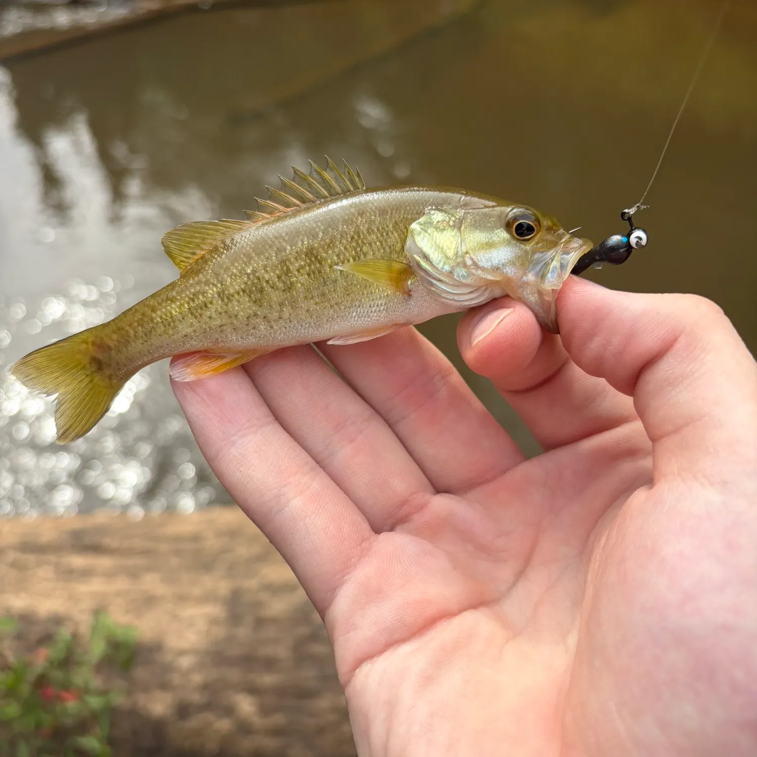 The most recent Bartram's x smallmouth bass catches on Fishbrain