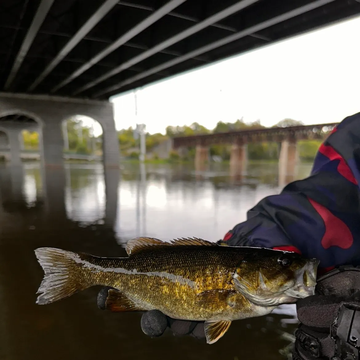 Smallmouth bass caught on Fishbrain