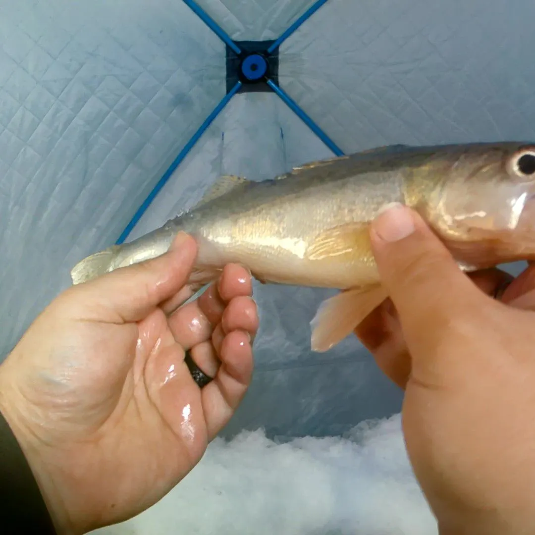 The most recent Sauger catches on Fishbrain