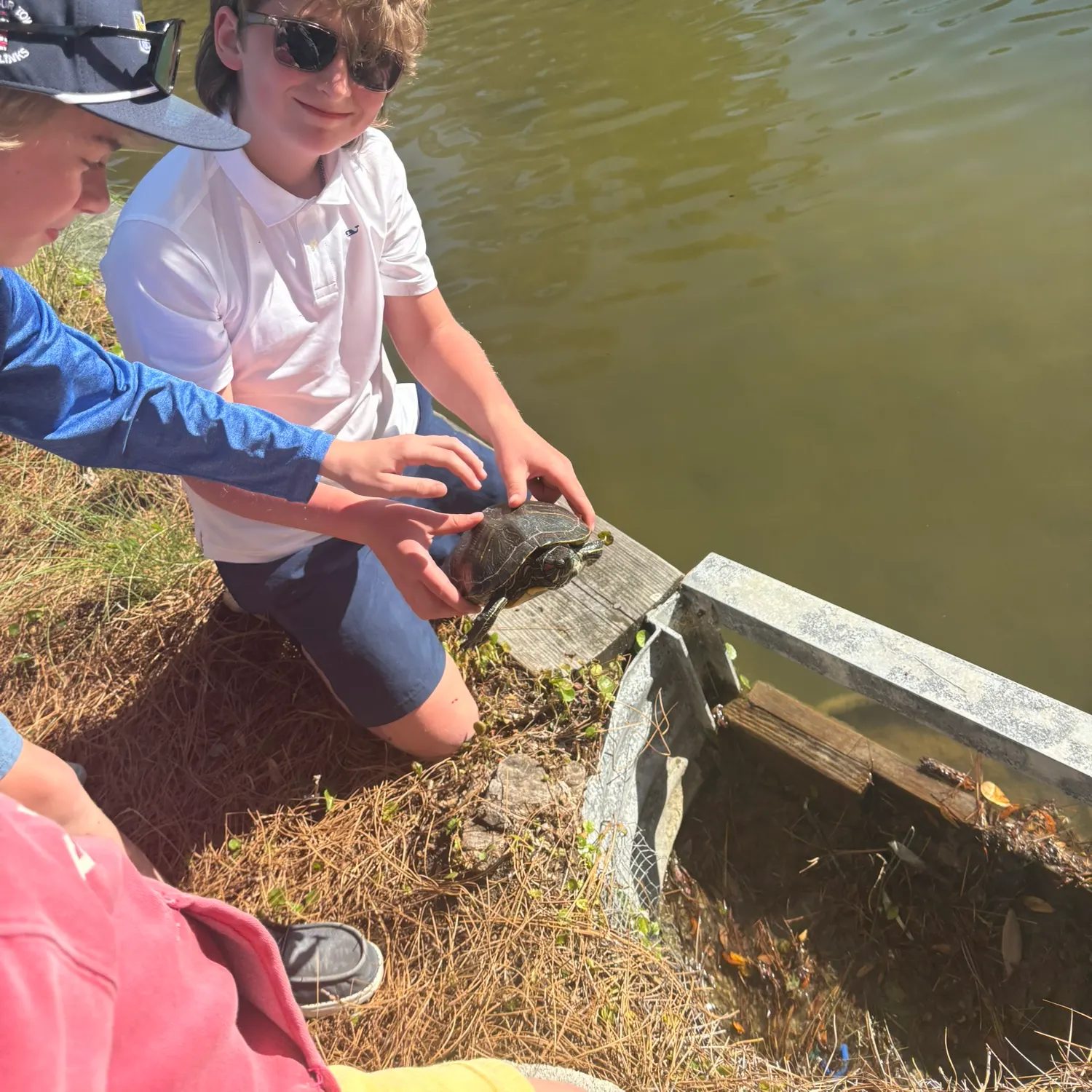The most recent Nurse shark catches on Fishbrain